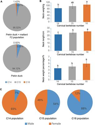 Genome-wide association analysis reveals 6 copy number variations associated with the number of cervical vertebrae in Pekin ducks